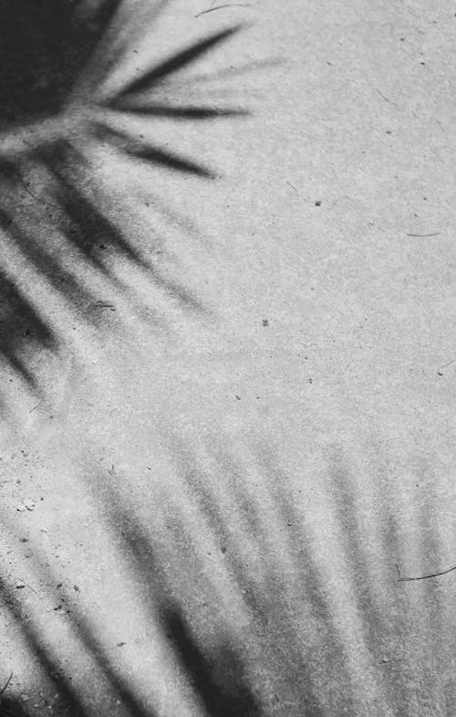 Darmowe zdjęcie z galerii z cienie, czarno-biały, liście palmowe