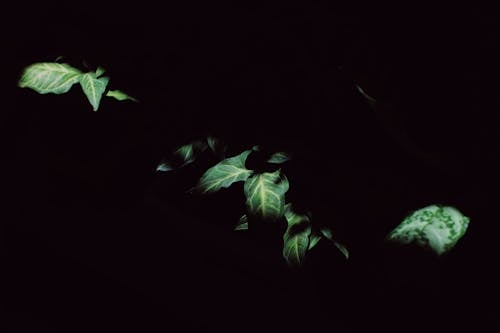 무료 나뭇잎, 녹색, 어두운의 무료 스톡 사진