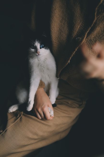 Adorable black and white cat snugly seated on a person's lap indoors.