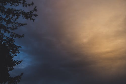 Kostenlos Schattenbild Eines Baumes Mit Hintergrund Des Bewölkten Himmels Stock-Foto