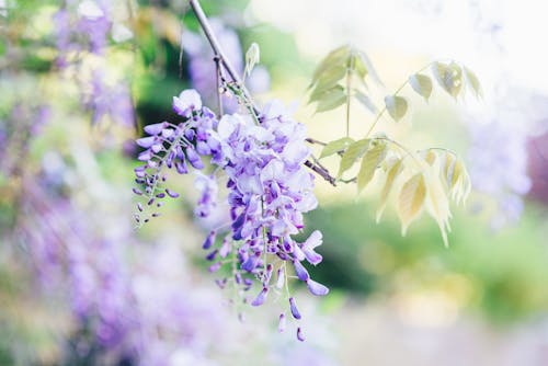 Wisteria Flowers on Bloom