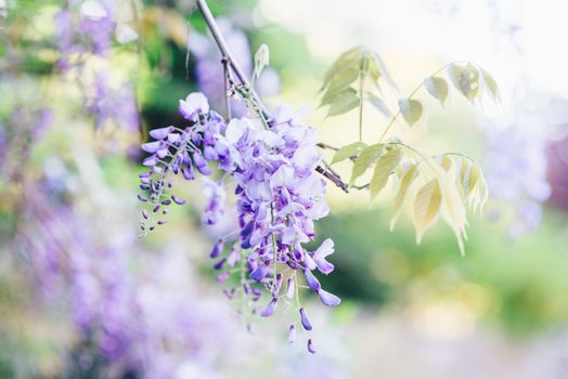 Wisteria Flowers on Bloom