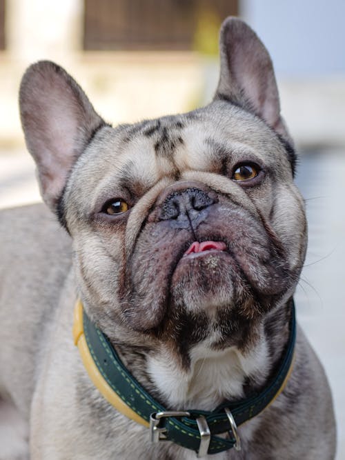Free A French Bulldog Wearing a Dog Collar  Stock Photo