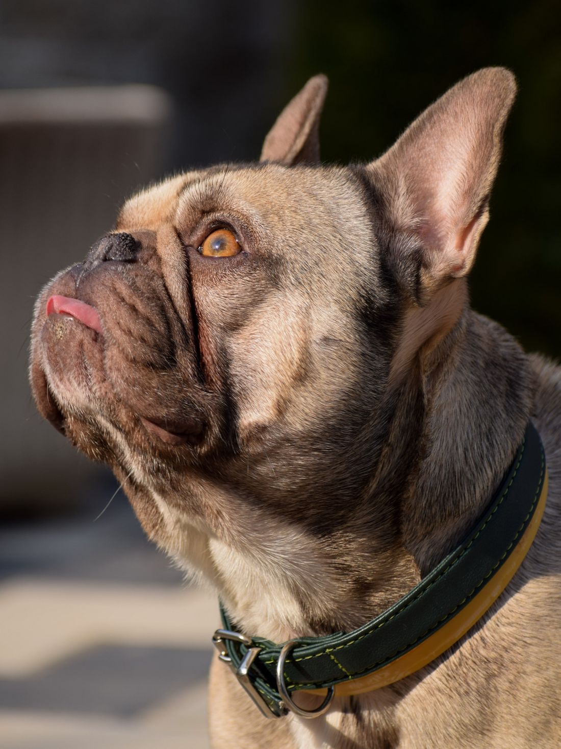 Yakın planda French Bulldog yüzü ve kısa burun yapısı