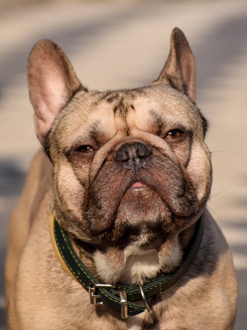 Fotos de stock gratuitas de animal, Bulldog francés, canino