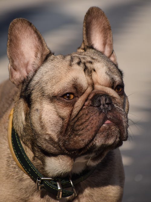 Fotos de stock gratuitas de animal, Bulldog francés, canino