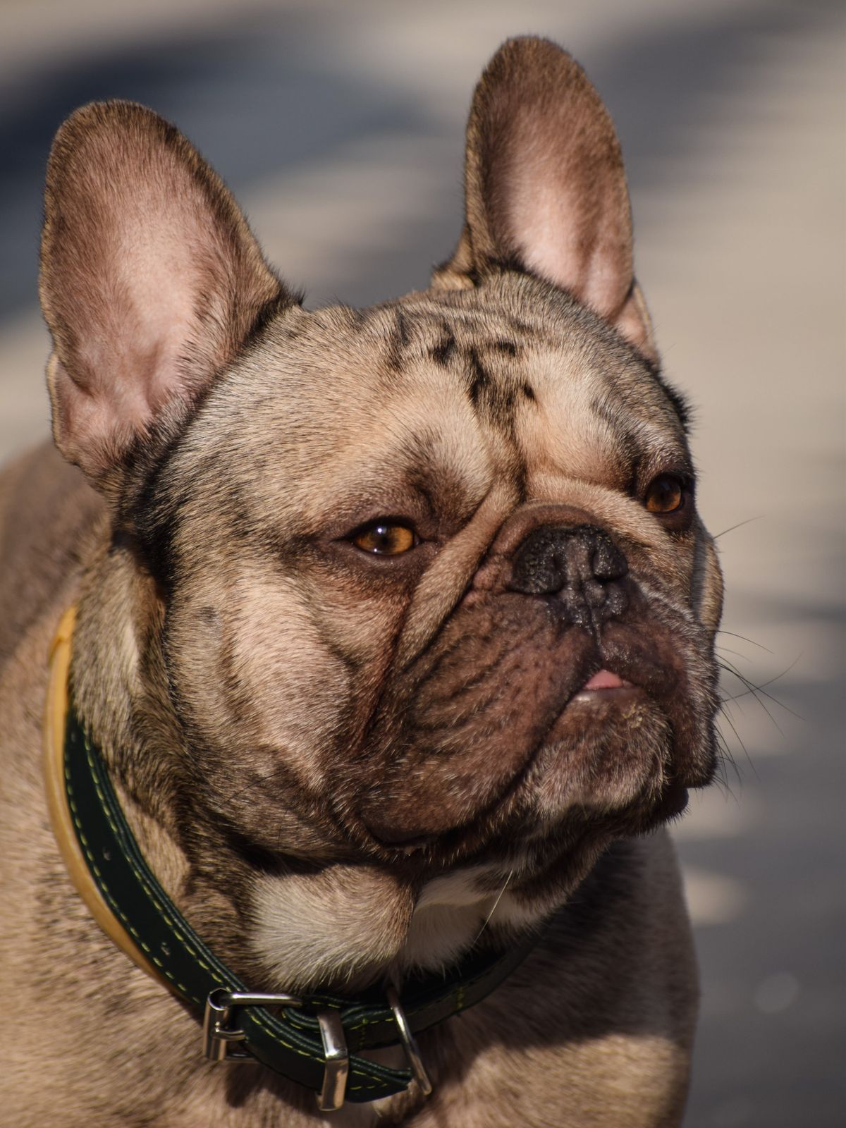 Calm trained French Bulldog after in-home dog training in Kankakee County Illinois