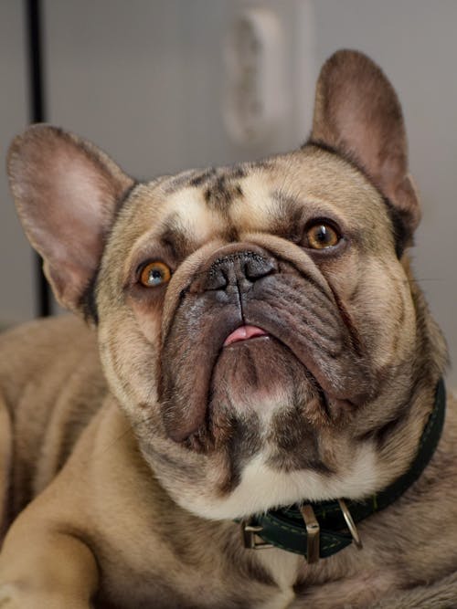 Close-Up Photo of French Bulldog