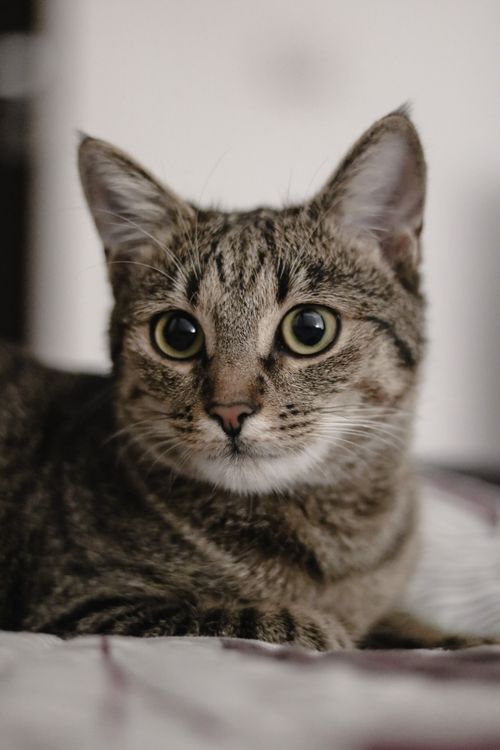 Free Adorable close-up of a curious tabby cat lying on bed indoors. Stock Photo