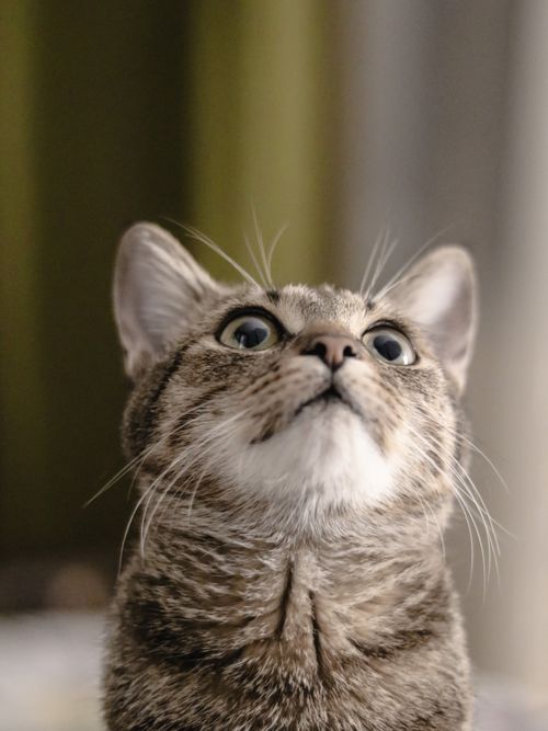 Free Close-up of a tabby cat looking up indoors, showing curiosity. Stock Photo