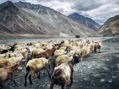 Herb of Goat Beside Mountain