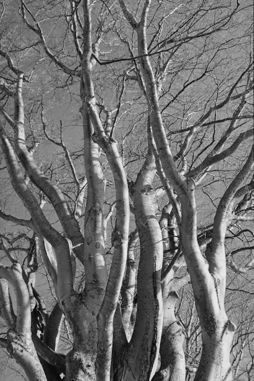 Grayscale Photo of Leafless Trees