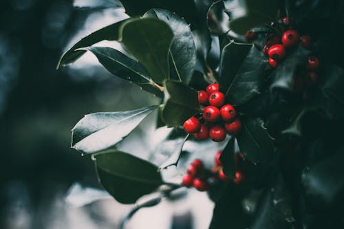 Round Red Fruit Photo