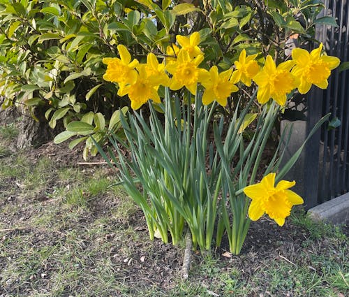 Free stock photo of daffodils, spring Stock Photo