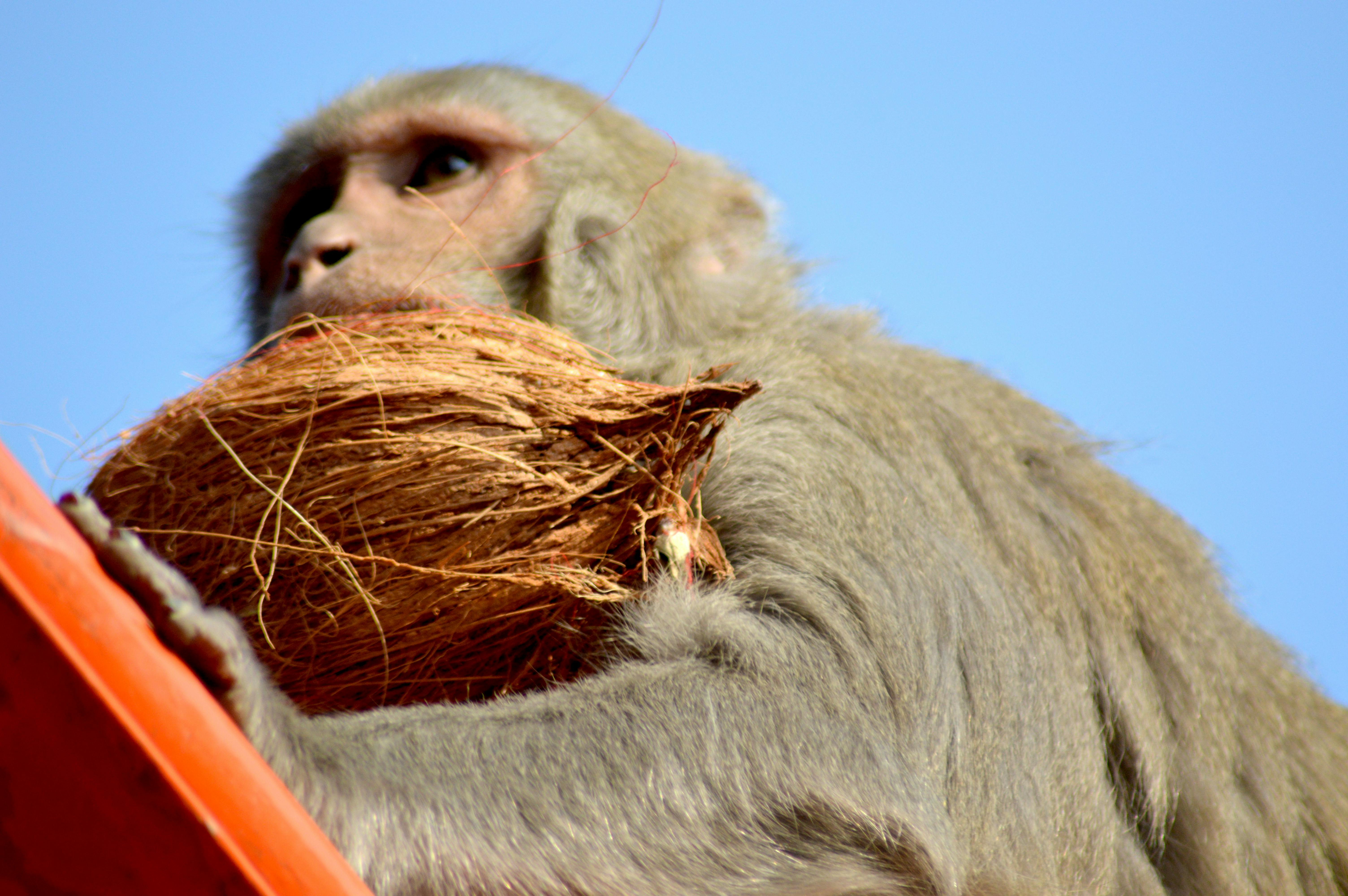 Free stock photo of baby monkey, coconut, monkey