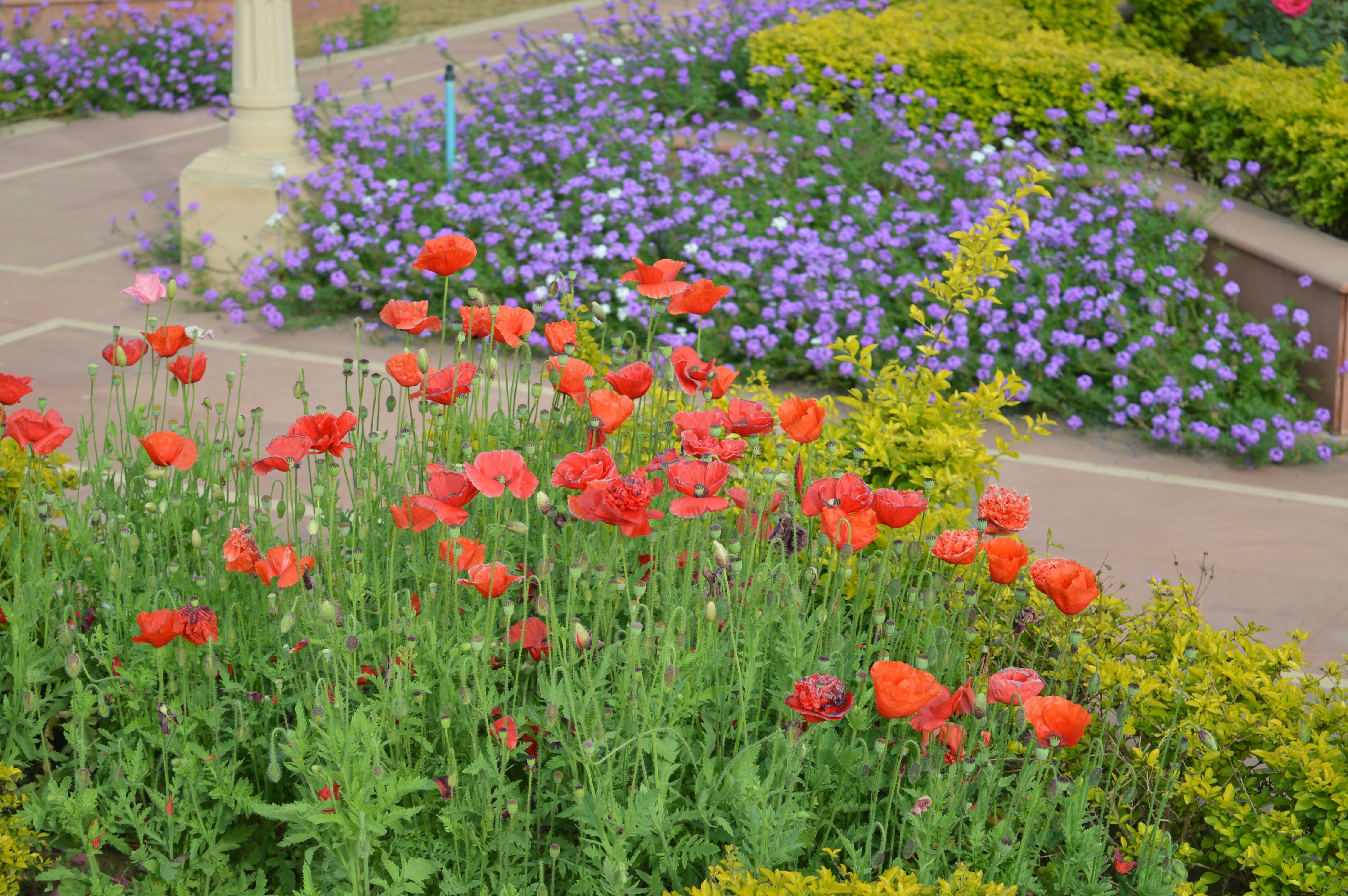 Kostenloses Foto zum Thema blauen blüten, garten, gartenblume