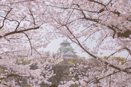 Hirosaki Castle Behind Cherry Blossom Trees