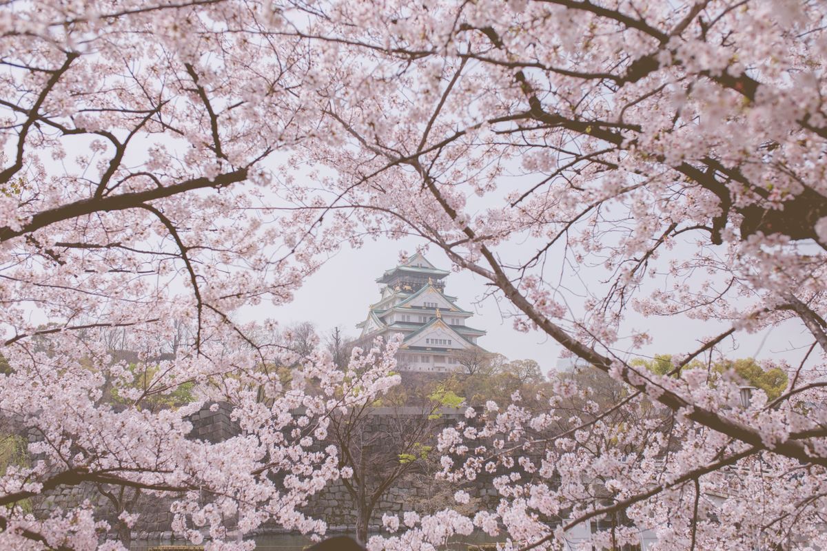 Japanese castle framed by cherry blossom branches in full bloom — Hikone Castle through the spring sakura, one of Japan's five National Treasure castle keeps