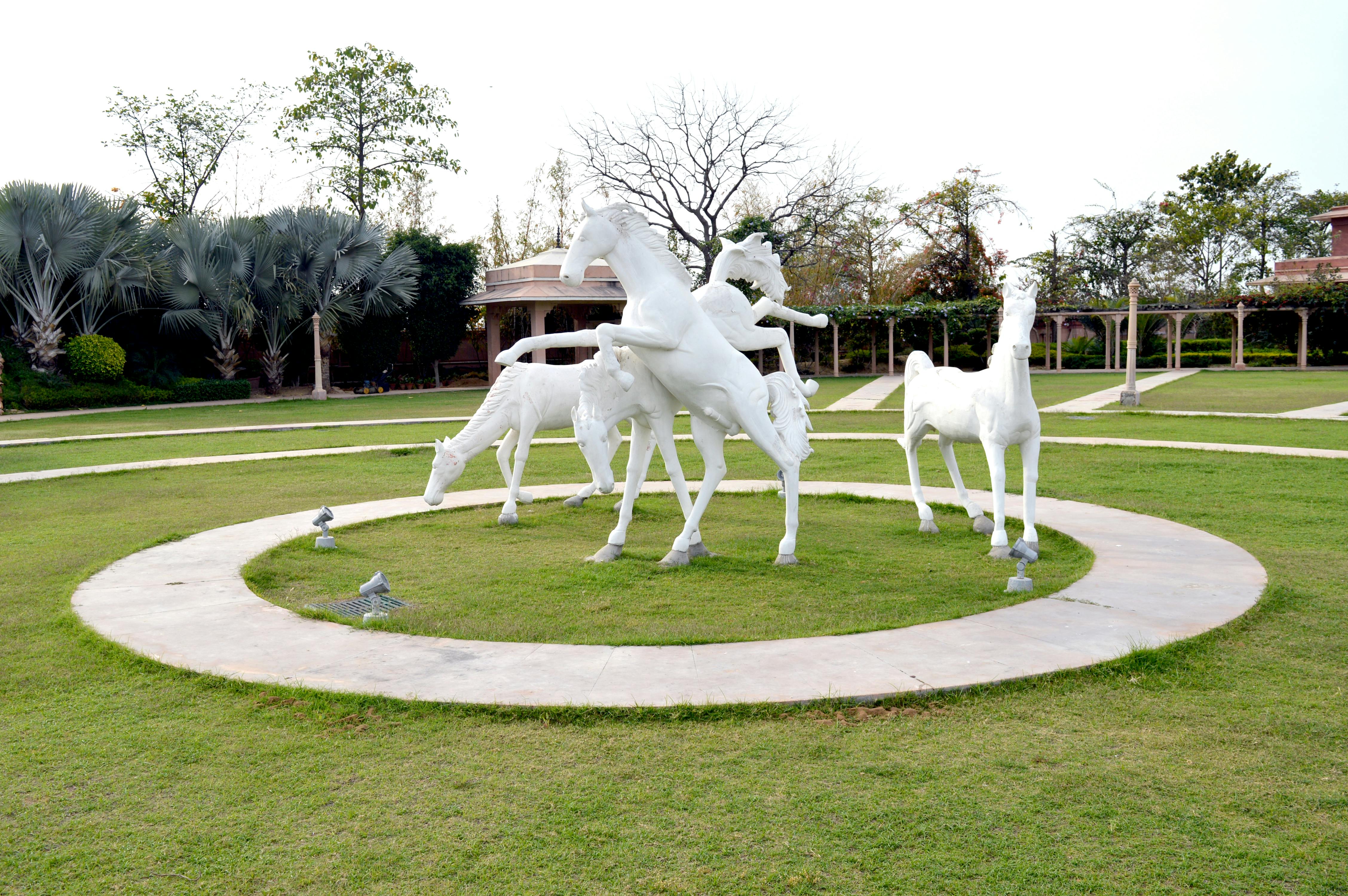 Free stock photo of garden horse, horse, white horse