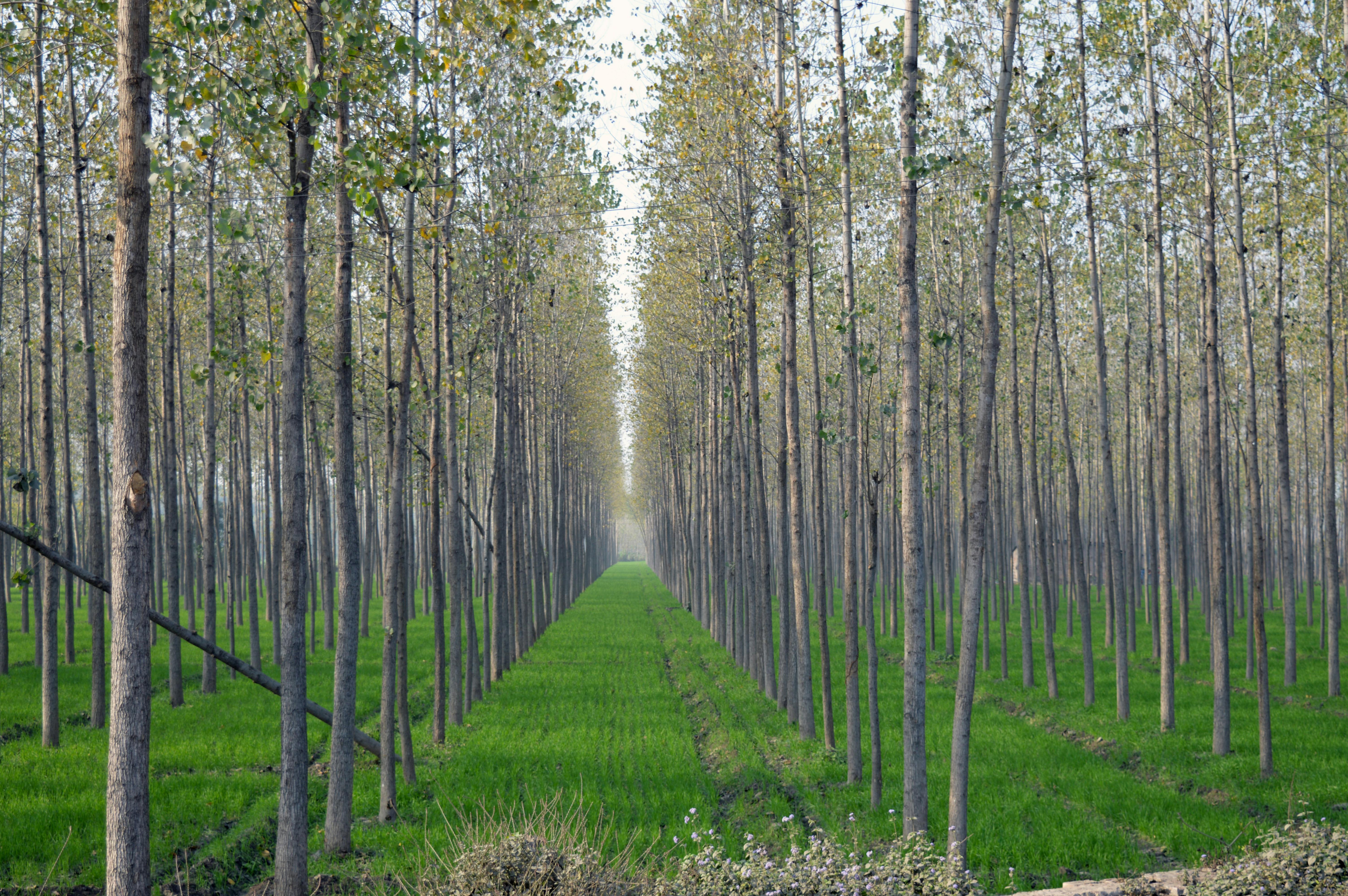 Free stock photo of straight trees, trees, trees queue