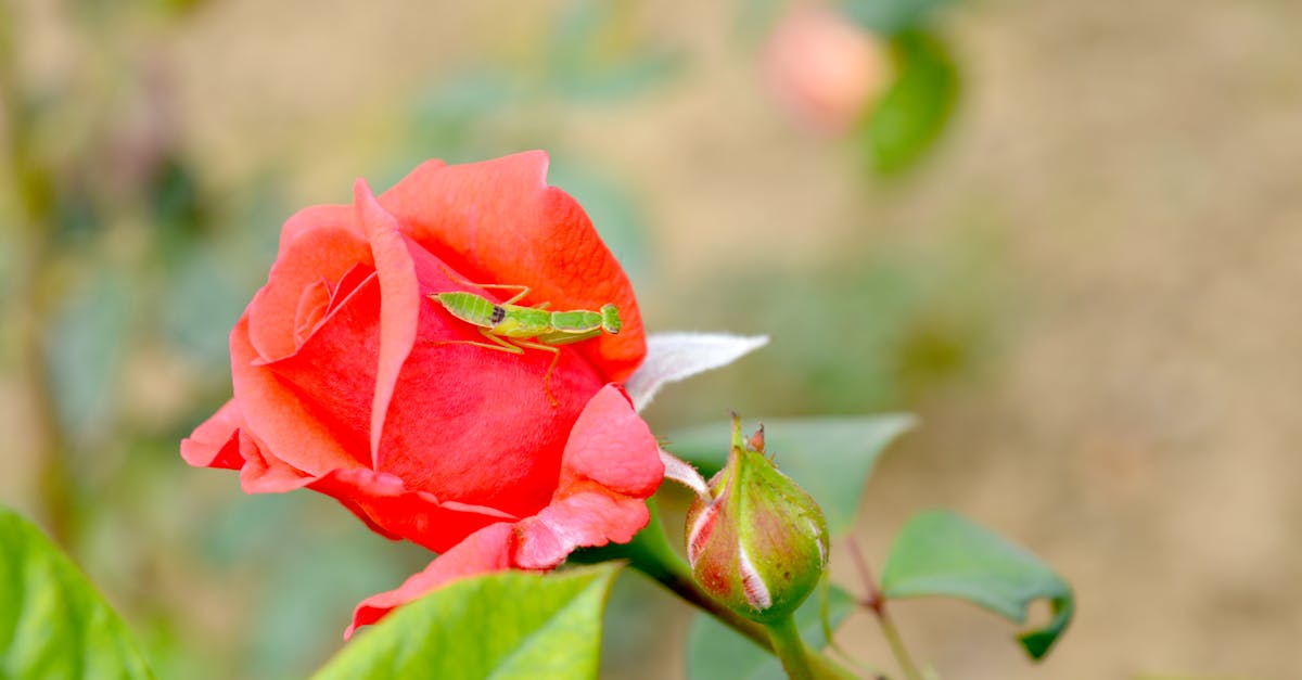 Free stock photo of insect, insects, Red Rose
