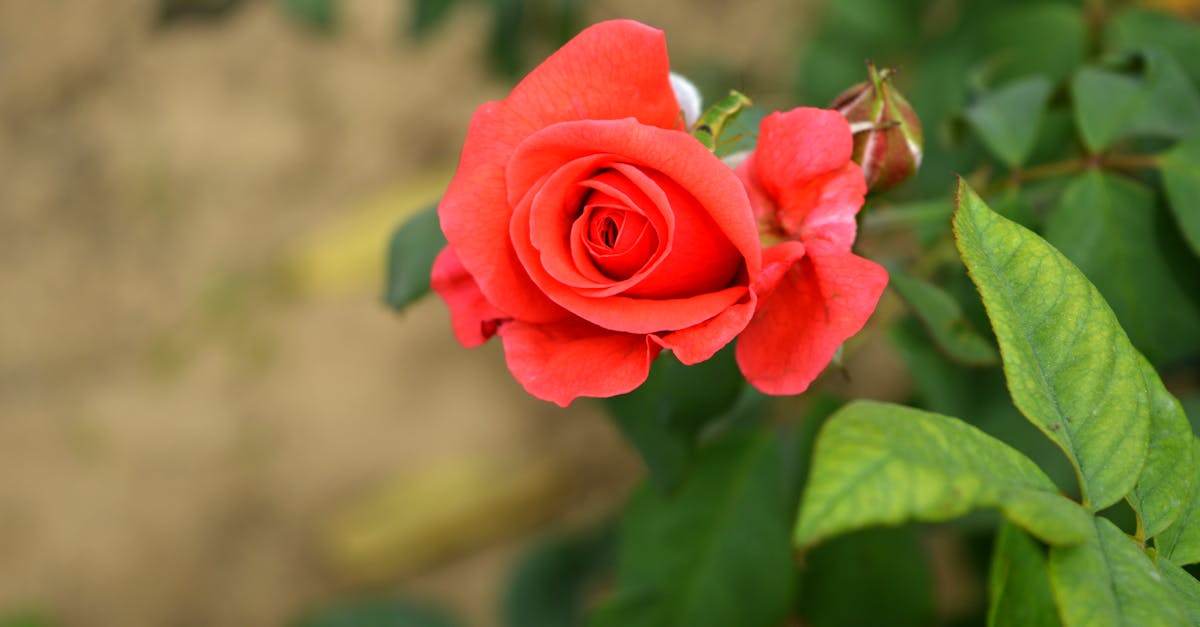 Free stock photo of Red Rose, red roses, rose