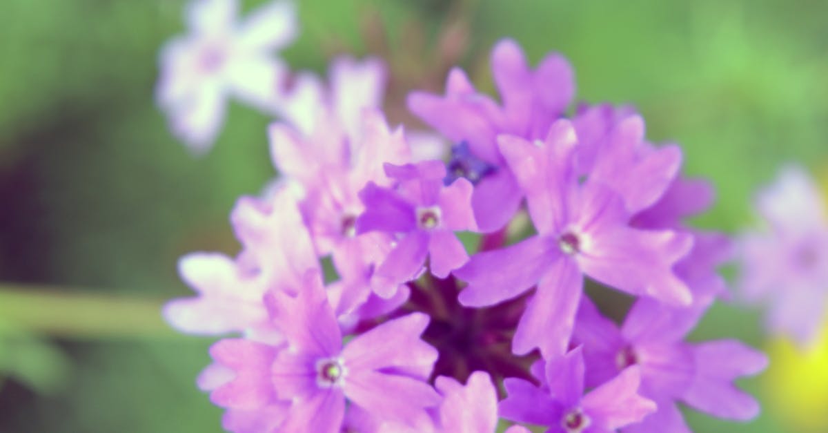 Free stock photo of bunch flowers, flowers, purple flowers
