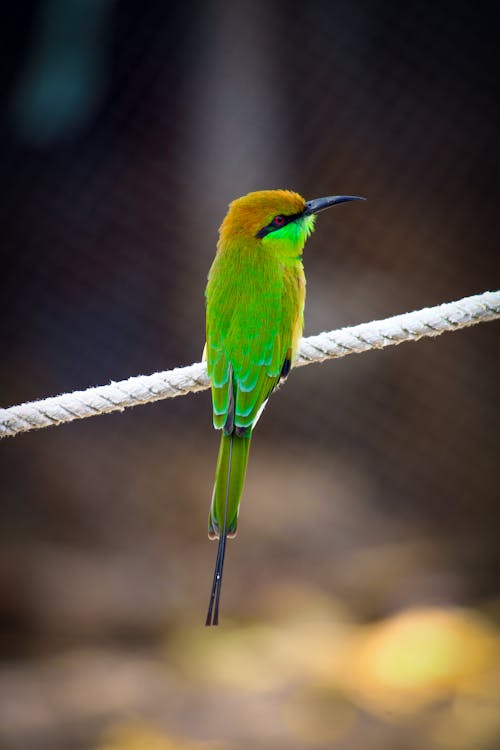 Ingyenes stockfotó ágon ülő, állatfotók, bee eater témában