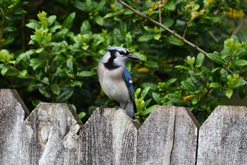 Ücretsiz ahşap çit, blue jay, hayvan içeren Ücretsiz stok fotoğraf Stok Fotoğraflar