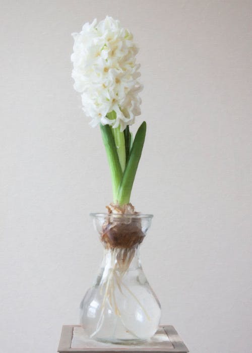 Photography of White Flower on Clear Glass Vase