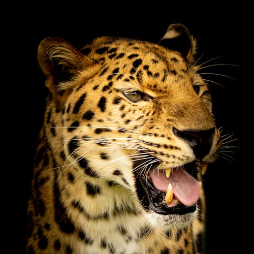 Portrait of Cheetah with Open Mouth