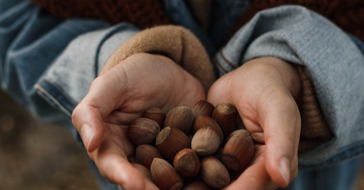Acorn In Hand Photo of Acorns on a Person's Hands · Free Stock Photo