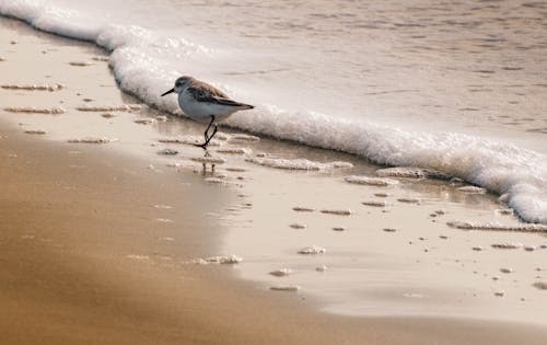 Fotos de stock gratuitas de arena marrón, burbujas de agua, caminando