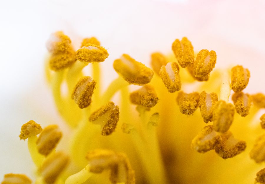 Allergology — scientific laboratory research