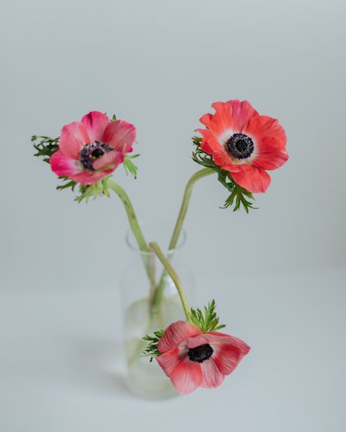 Gratis lagerfoto af anemone, blomster, blomsterfotografering