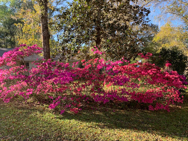 Lansetă de carbon lângă un lac