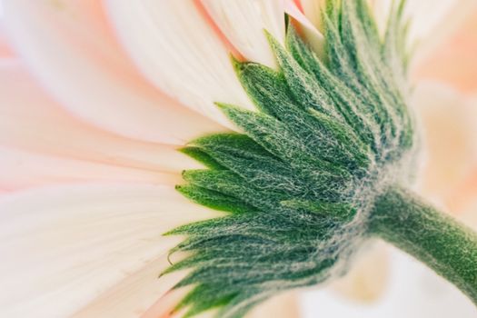 Stem of a Pink Flower in Macro Photography