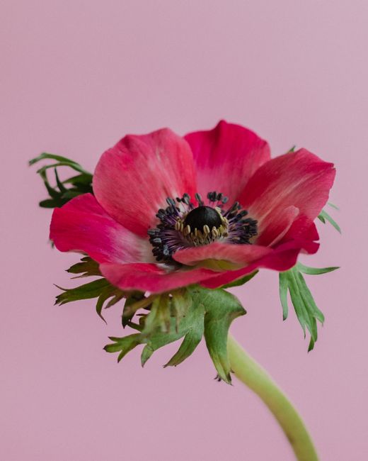 Close-up shot of a vibrant pink anemone flower on a pastel background.