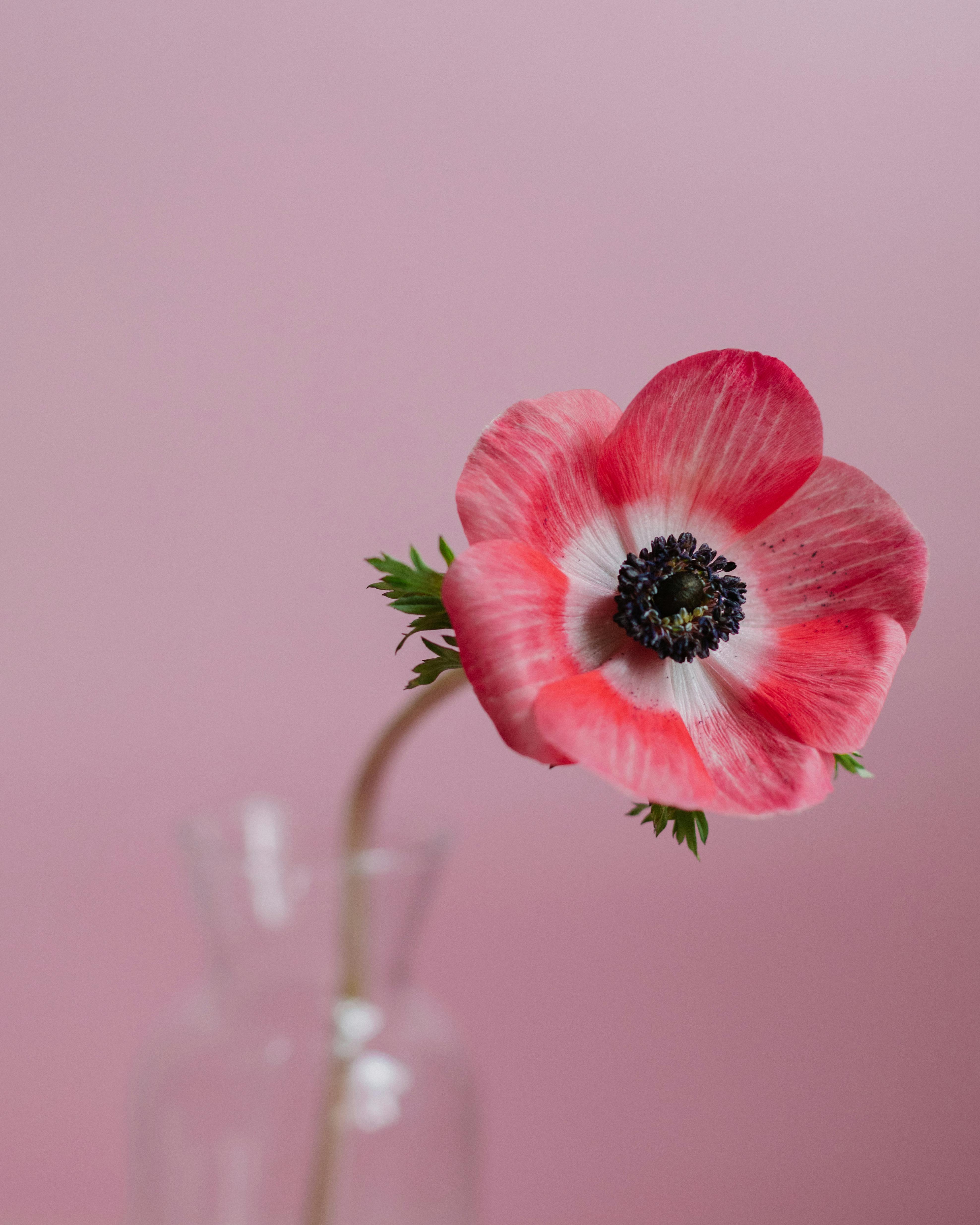 A close-up of a pink anemone flower in a vase against a light pink background.