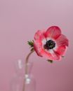 Pink Flower in Clear Glass Vase