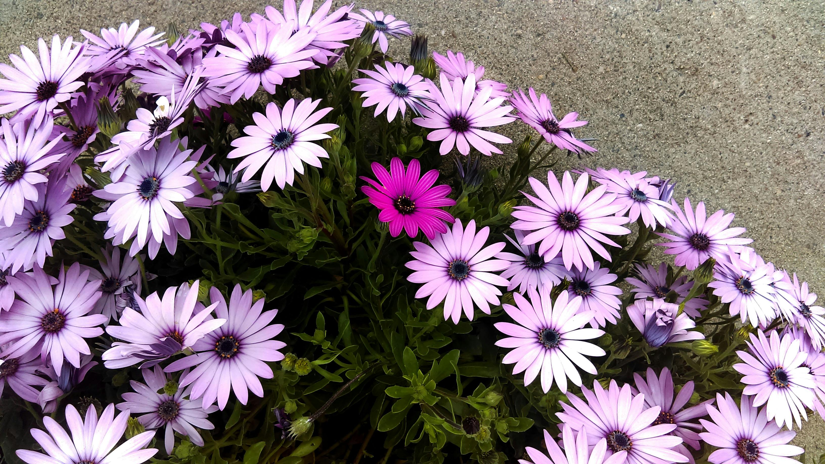 Free stock photo of contrast, emphasis, flower