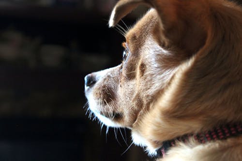 短塗棕褐色狗的特寫照片