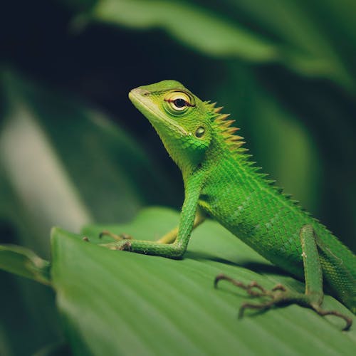 Macro Photography of Green Crested Lizard