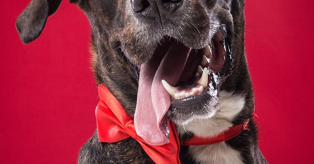Free stock photo of bow tie, dog, funny