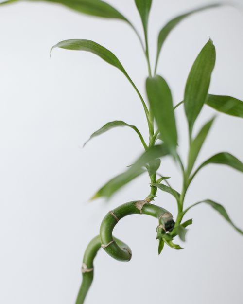 Free Fresh green bamboo leaves on a white backdrop, symbolizing growth and nature. Stock Photo