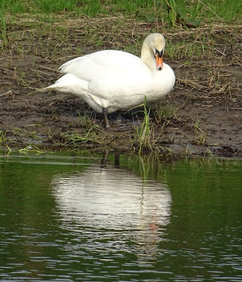 Free stock photo of bird, reflection, swan Stock Photo