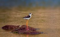 A Black-Winged Stilt Bird on a Rock