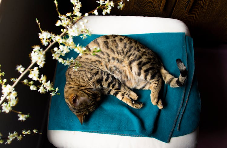 Cute Cat Lying On Chair