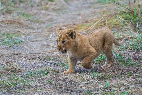 Free Adorable lion cub frolicking in the grasslands of Nakuru, Kenya. Stock Photo