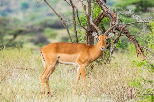 An Antelope on the Grassland